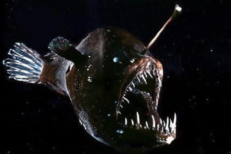angler