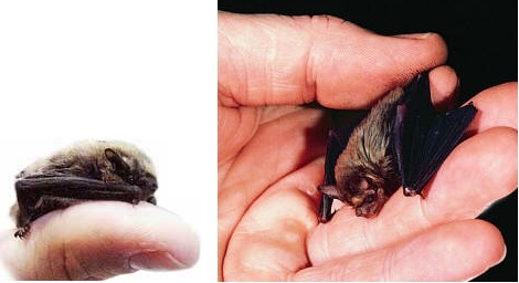 bumblebee-bat