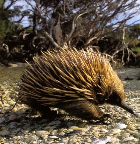 echidna