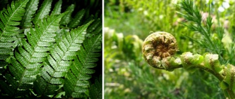 fractal-ferns
