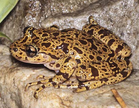 ghost-frog
