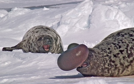 hooded-seal
