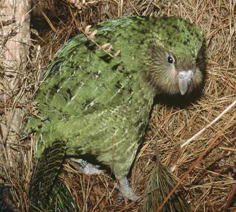 kakapo