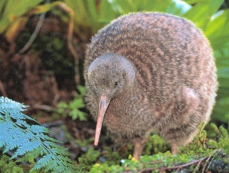 kiwi