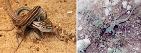 lesbian-lizards