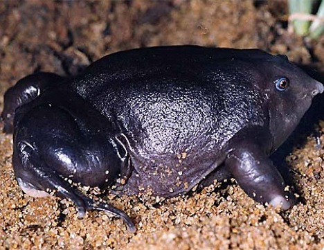 purple-frog