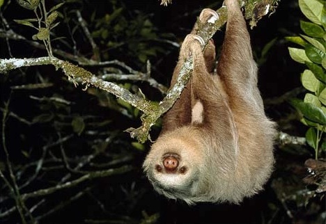 sloth