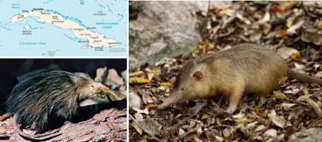 solenodon