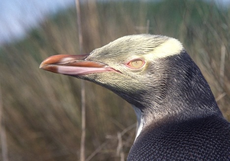 yellow-eyed-penguin