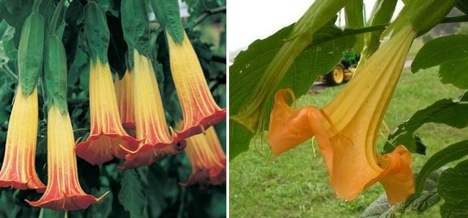 angels-trumpet-jimson-weed