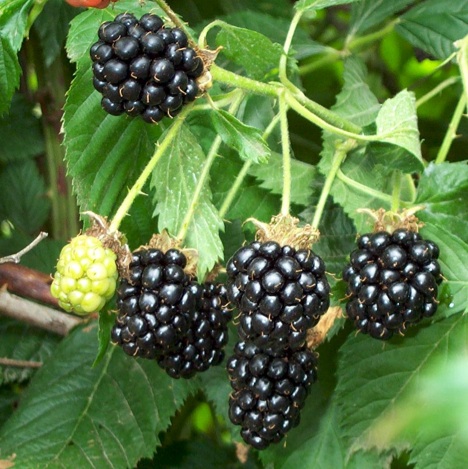 blackberries