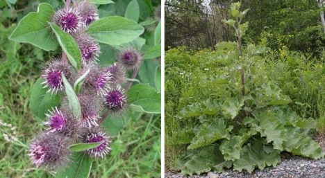burdock