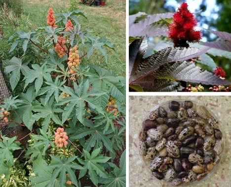 castor-plant-bean