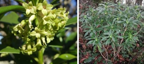 daphne-spurge-laurel