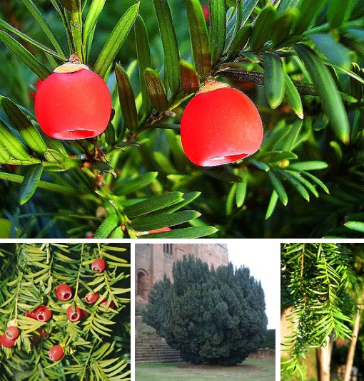 english-yew