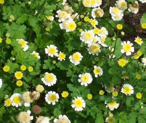 feverfew