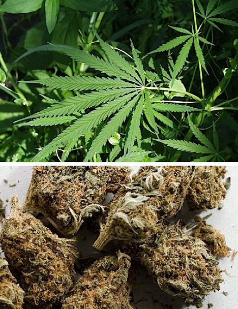 marijuana