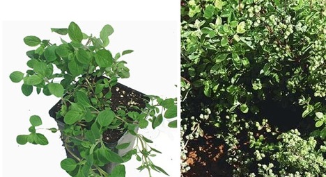 marjoram