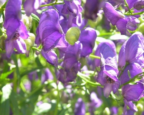 monkshood