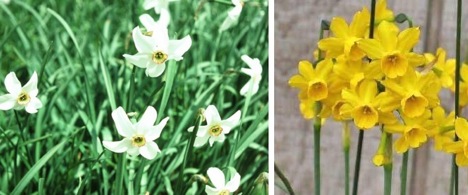 narcissus-flowers