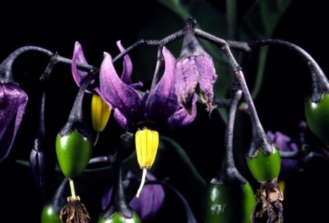 nightshade