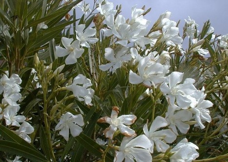 oleander