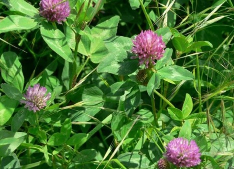 red-clover