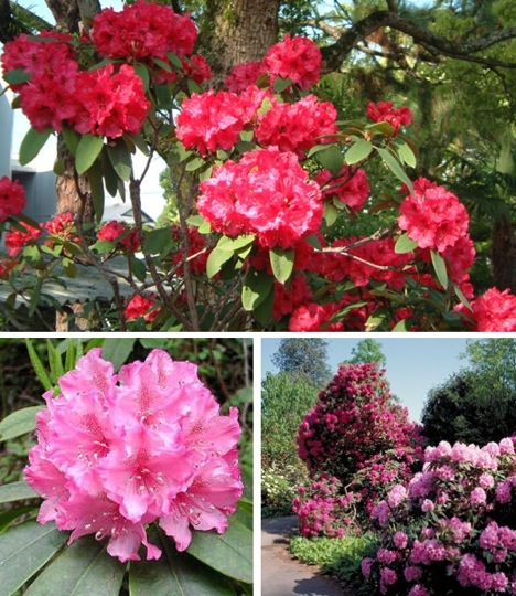 rhododendron