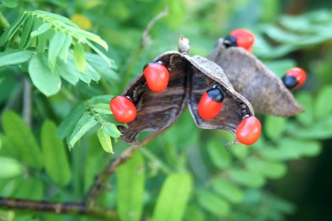 rosary-pea