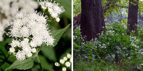 snakeroot
