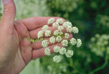 water-hemlock