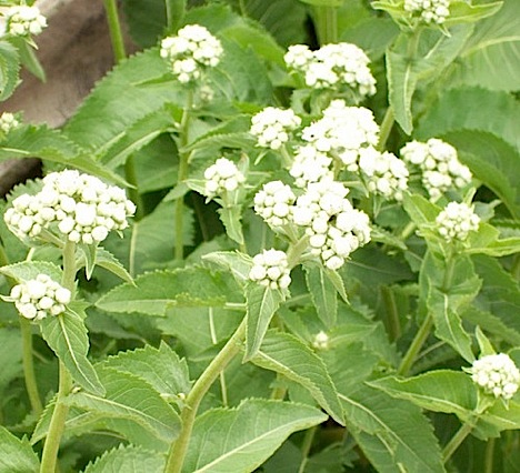 wildquinine