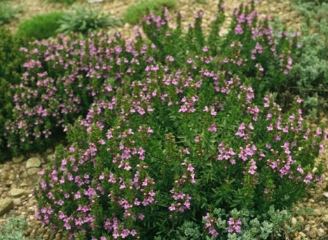 wintersavory