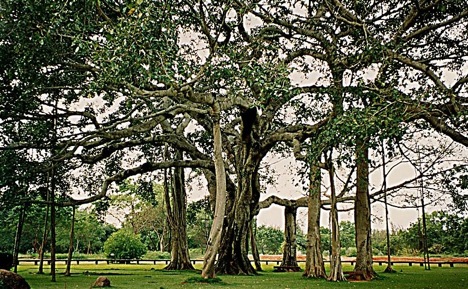 banyan-tree
