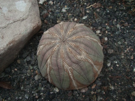 baseball-plant