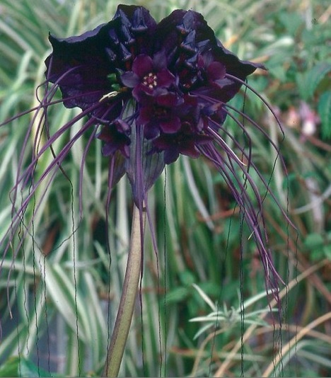black-bat-flower