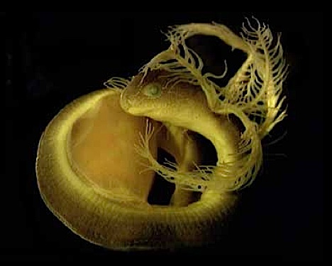 caecilian