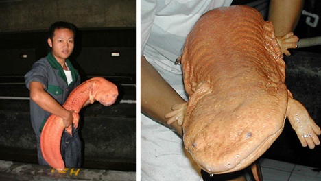 chinese-giant-salamander