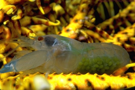 crinoid-snapping-shrimp