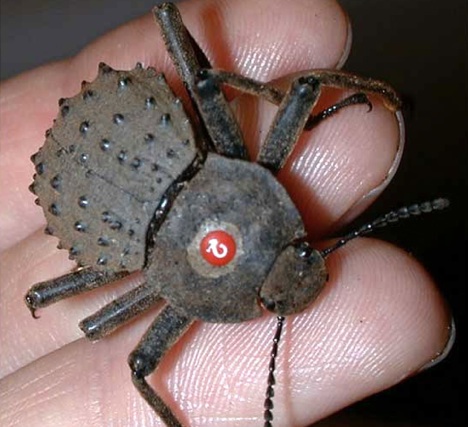 frigate-island-beetle