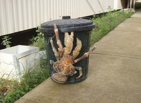 giant-coconut-crab