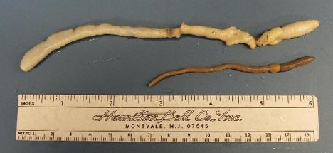 giant-palouse-earthworm