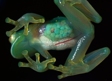 glass-frog
