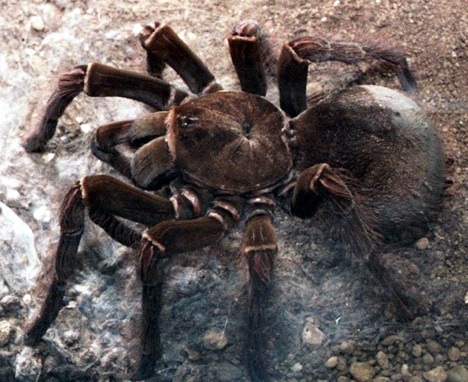 goliath-spider