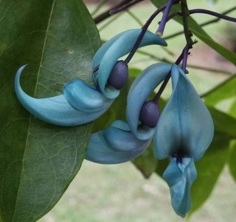 green-jade