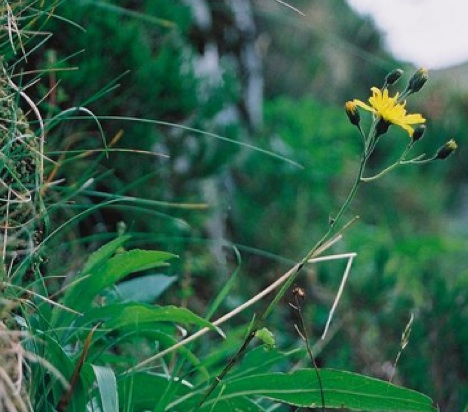 hawkweed