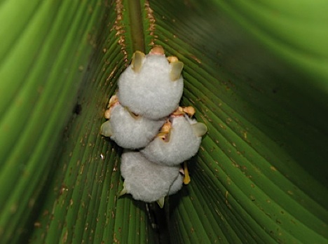 honduran-ghost-bat