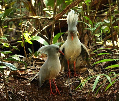 kagu