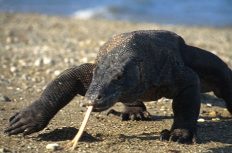 komodo