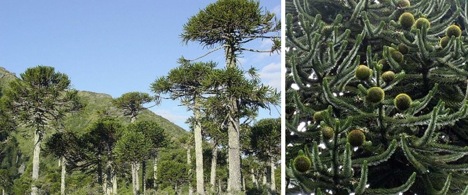 monkey-puzzle-tree
